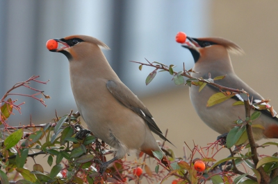 Canon EOS 300D, Sigma APO 50-500mm F4-6.3EX HSM,
f 313mm, Tv, 1/200sec, F 5.6, ISO 400
