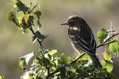 Vroeg in de ochtend naar de Posbank gegaan om foto's te maken van het landschap en toen kwam ik de graspieper tegen.