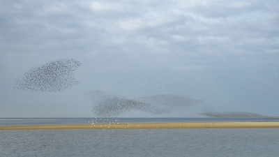 <i class='fa fa-user'></i>&nbsp;Bert Ooms&nbsp;|   Rosse Grutto&nbsp; <i class='fa fa-eye'>&nbsp;431</i> &nbsp;<i class='fa fa-thumbs-up'>&nbsp;8</i> &nbsp; <i class='fa fa-comment-o'>&nbsp;9</i>