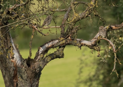 <i class='fa fa-user'></i>&nbsp;Jurgen Maassen&nbsp;|   Steenuil&nbsp; <i class='fa fa-eye'>&nbsp;624</i> &nbsp;<i class='fa fa-thumbs-up'>&nbsp;15</i> &nbsp; <i class='fa fa-comment-o'>&nbsp;18</i>