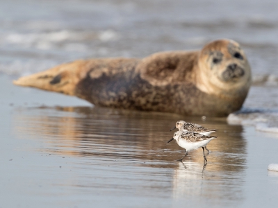 <i class='fa fa-user'></i>&nbsp;Seraf van der Putten&nbsp;|   Drieteenstrandloper&nbsp; <i class='fa fa-eye'>&nbsp;393</i> &nbsp;<i class='fa fa-thumbs-up'>&nbsp;1</i> &nbsp; <i class='fa fa-comment-o'>&nbsp;3</i>