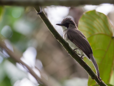 <i class='fa fa-user'></i>&nbsp;Paul van Giersbergen&nbsp;|   Grijze Buulbuul&nbsp; <i class='fa fa-eye'>&nbsp;171</i> &nbsp; <i class='fa fa-comment-o'>&nbsp;1</i>