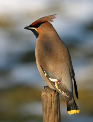 Canon EOS 300D, Sigma APO 50-500mm F4-6.3EX HSM,
f 313mm, Tv, 1/200, F13, ISO 400