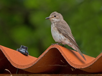 Dit vogeltje was druk bezig om voedsel te vangen, waarna hij even rondkeek of de kust veilig was en ging dan naar zijn jongen om ze te voeren.