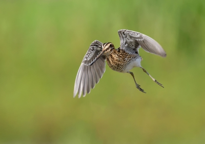 <i class='fa fa-user'></i>&nbsp;Henk Laverman&nbsp;|   Watersnip&nbsp; <i class='fa fa-eye'>&nbsp;445</i> &nbsp;<i class='fa fa-thumbs-up'>&nbsp;2</i> &nbsp; <i class='fa fa-comment-o'>&nbsp;6</i>