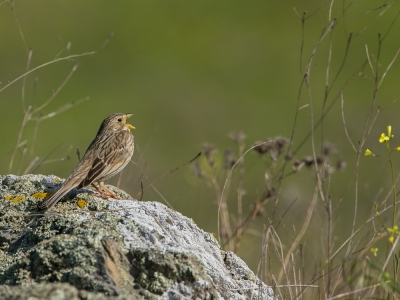 <i class='fa fa-user'></i>&nbsp;Peter van Eijk&nbsp;|   Grauwe Gors&nbsp; <i class='fa fa-eye'>&nbsp;268</i> &nbsp; <i class='fa fa-comment-o'>&nbsp;4</i>