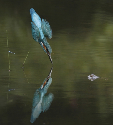 <i class='fa fa-user'></i>&nbsp;Gejo Wassink&nbsp;|   IJsvogel&nbsp; <i class='fa fa-eye'>&nbsp;663</i> &nbsp;<i class='fa fa-thumbs-up'>&nbsp;5</i> &nbsp; <i class='fa fa-comment-o'>&nbsp;15</i>