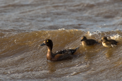 <i class='fa fa-user'></i>&nbsp;Willem Verhagen&nbsp;|   Kuifeend&nbsp; <i class='fa fa-eye'>&nbsp;223</i> &nbsp; <i class='fa fa-comment-o'>&nbsp;2</i>