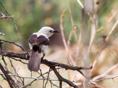 <i class='fa fa-user'></i>&nbsp;Paul van Giersbergen&nbsp;|   Eksterbabbelaar&nbsp; <i class='fa fa-eye'>&nbsp;343</i> &nbsp; <i class='fa fa-comment-o'>&nbsp;1</i>
