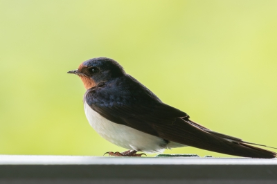 Mijn eerste foto op Birdpix, althans ik hoop dat deze geplaatst wordt ;-) . Deze jonge boerenzwaluw zat buiten de vogelhut te wachten tot het voer hem gebracht werd door de ouders.