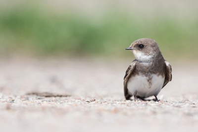 <i class='fa fa-user'></i>&nbsp;Bouke Atema&nbsp;|   Oeverzwaluw&nbsp; <i class='fa fa-eye'>&nbsp;350</i> &nbsp;<i class='fa fa-thumbs-up'>&nbsp;2</i> &nbsp; <i class='fa fa-comment-o'>&nbsp;7</i>