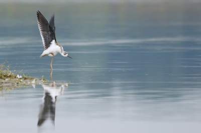 Verleden jaar is het nest, met de eieren onder water gelopen. Er is nog geprobeerd te eieren te redden. Helaas, in de eieren zaten dode kuikens die op het punt van uitkomen stonden. Dit jaar, op een andere plek, een nieuwe poging. 4 kuikens geboren, waarvan er nog 2 in leven zijn en al vliegvlug zijn. Leuk broedsucces met, voor het eerst, grootgebrachte kuikens in onze regio.