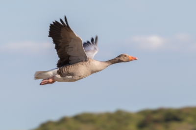 Deze grauwe gans vloog over bij De Geul. Er zaten behoorlijk veel. De weersomstandigheden waren goed. Deze foto heb ik uit de hand genomen. Na vele pogingen is deze in mijn ogen wel geslaagd.