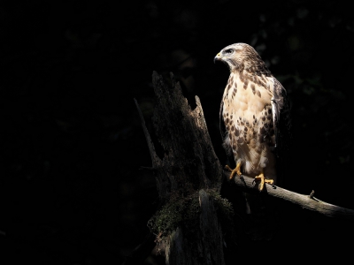 <i class='fa fa-user'></i>&nbsp;corvanspijk&nbsp;|   Buizerd&nbsp; <i class='fa fa-eye'>&nbsp;351</i> &nbsp;<i class='fa fa-thumbs-up'>&nbsp;3</i> &nbsp; <i class='fa fa-comment-o'>&nbsp;12</i>