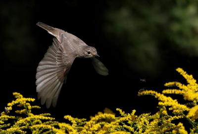 <i class='fa fa-user'></i>&nbsp;Gejo Wassink&nbsp;|   Grauwe Vliegenvanger&nbsp; <i class='fa fa-eye'>&nbsp;428</i> &nbsp;<i class='fa fa-thumbs-up'>&nbsp;8</i> &nbsp; <i class='fa fa-comment-o'>&nbsp;9</i>