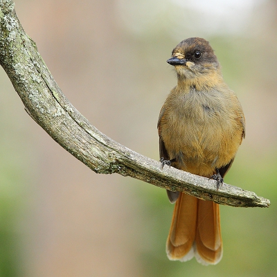 <i class='fa fa-user'></i>&nbsp;Alex Roetemeijer&nbsp;|   Taigagaai&nbsp; <i class='fa fa-eye'>&nbsp;350</i> &nbsp;<i class='fa fa-thumbs-up'>&nbsp;3</i> &nbsp; <i class='fa fa-comment-o'>&nbsp;5</i>