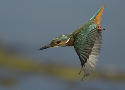 Deze duikende ijsvogel op de gevoelige plaat gezet met een mooi zonnetje voor het nodige licht.