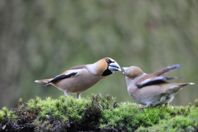 In de fotohut Kop van Deelen, gaf dit mannetje zijn maaltje door, prachtige omstandigheden, veel vogelsoorten.