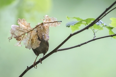 <i class='fa fa-user'></i>&nbsp;vanmarle&nbsp;|   Winterkoning&nbsp; <i class='fa fa-eye'>&nbsp;400</i> &nbsp;<i class='fa fa-thumbs-up'>&nbsp;3</i> &nbsp; <i class='fa fa-comment-o'>&nbsp;8</i>