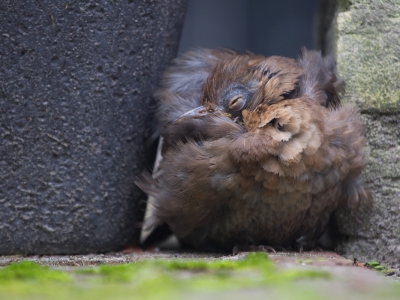 <i class='fa fa-user'></i>&nbsp;Gert-Jan Cromwijk&nbsp;|   Merel&nbsp; <i class='fa fa-eye'>&nbsp;343</i> &nbsp; <i class='fa fa-comment-o'>&nbsp;5</i>