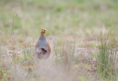 <i class='fa fa-user'></i>&nbsp;Hans Overduin&nbsp;|   Patrijs&nbsp; <i class='fa fa-eye'>&nbsp;425</i> &nbsp;<i class='fa fa-thumbs-up'>&nbsp;2</i> &nbsp; <i class='fa fa-comment-o'>&nbsp;9</i>
