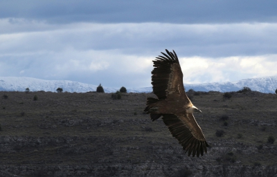 <i class='fa fa-user'></i>&nbsp;sieb&nbsp;|   Vale Gier&nbsp; <i class='fa fa-eye'>&nbsp;495</i> &nbsp;<i class='fa fa-thumbs-up'>&nbsp;3</i> &nbsp; <i class='fa fa-comment-o'>&nbsp;15</i>