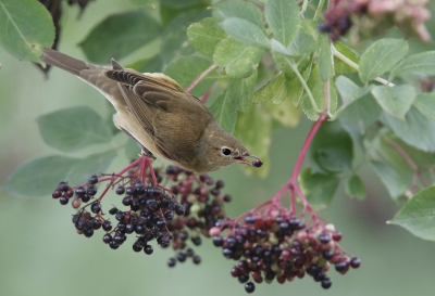 <i class='fa fa-user'></i>&nbsp;Gejo Wassink&nbsp;|   Tuinfluiter&nbsp; <i class='fa fa-eye'>&nbsp;373</i> &nbsp; <i class='fa fa-comment-o'>&nbsp;13</i>