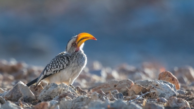 <i class='fa fa-user'></i>&nbsp;erik1966&nbsp;|   Zuidelijke Geelsnaveltok&nbsp; <i class='fa fa-eye'>&nbsp;395</i> &nbsp;<i class='fa fa-thumbs-up'>&nbsp;2</i> &nbsp; <i class='fa fa-comment-o'>&nbsp;6</i>