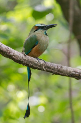 <i class='fa fa-user'></i>&nbsp;JHR&nbsp;|   Wenkbrauwmotmot&nbsp; <i class='fa fa-eye'>&nbsp;286</i> &nbsp; <i class='fa fa-comment-o'>&nbsp;2</i>