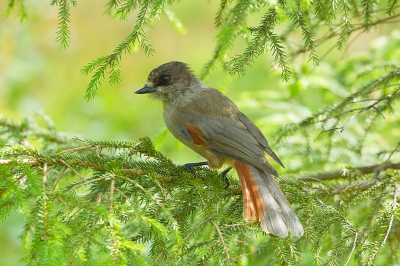 <i class='fa fa-user'></i>&nbsp;Alex Roetemeijer&nbsp;|   Taigagaai&nbsp; <i class='fa fa-eye'>&nbsp;306</i> &nbsp; <i class='fa fa-comment-o'>&nbsp;7</i>