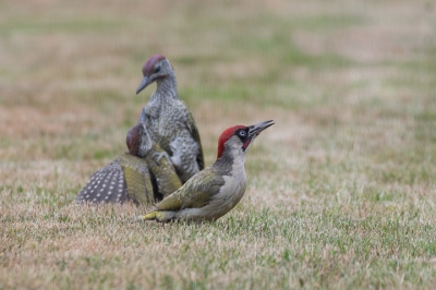 Begin juli kwam regelmatig een familie Groene Spechten in de tuin. Terwijl de ene ouder op de uitkijk zat voor gevaar, leerde de andere ouder de jongen mieren te vinden. Hierbij gingen de jongen wel eens op de vuist...