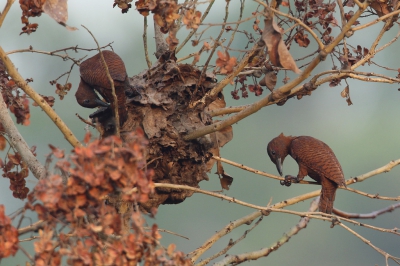 <i class='fa fa-user'></i>&nbsp;Martjan Lammertink&nbsp;|   Rosse Specht&nbsp; <i class='fa fa-eye'>&nbsp;434</i> &nbsp;<i class='fa fa-thumbs-up'>&nbsp;6</i> &nbsp; <i class='fa fa-comment-o'>&nbsp;11</i>