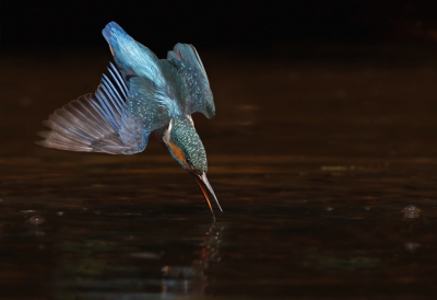 <i class='fa fa-user'></i>&nbsp;Gejo Wassink&nbsp;|   IJsvogel&nbsp; <i class='fa fa-eye'>&nbsp;561</i> &nbsp;<i class='fa fa-thumbs-up'>&nbsp;11</i> &nbsp; <i class='fa fa-comment-o'>&nbsp;12</i>