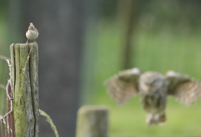 <i class='fa fa-user'></i>&nbsp;loek van de Leur&nbsp;|   Grasmus&nbsp; <i class='fa fa-eye'>&nbsp;478</i> &nbsp;<i class='fa fa-thumbs-up'>&nbsp;1</i> &nbsp; <i class='fa fa-comment-o'>&nbsp;9</i>