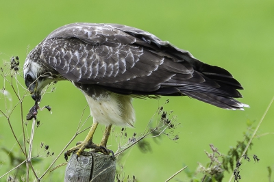 Een buizerd met een lekker kikkertje. Vloog voor me langs over de weg en ging op een paal zitten. Gemaakt vanuit de auto door open raam.