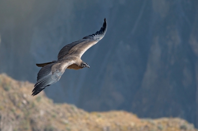 <i class='fa fa-user'></i>&nbsp;anevanrees&nbsp;|   Andescondor&nbsp; <i class='fa fa-eye'>&nbsp;475</i> &nbsp; <i class='fa fa-comment-o'>&nbsp;9</i>