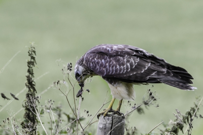 Deze buizerd vloog voor de auto langs en ging op een paal zitten. De foto is uit de auto genomen door het open raam. Hij had een kikker gevangen