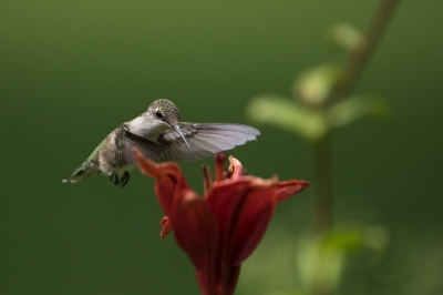 <i class='fa fa-user'></i>&nbsp;jan Luit&nbsp;|   Robijnkeelkolibrie&nbsp; <i class='fa fa-eye'>&nbsp;327</i> &nbsp; <i class='fa fa-comment-o'>&nbsp;5</i>