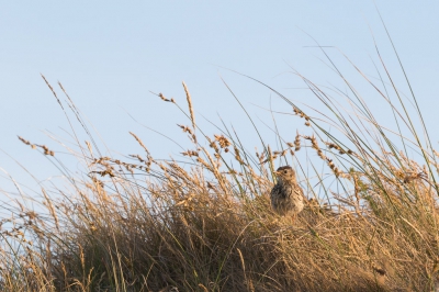 Deze graspieper zat heerlijk naast mij op een duintop in de avondzon. Persoonlijk sprak mij het licht, dat zo op het geheel viel, aan.