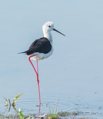 Vind het mooie sierlijke vogels, van achter een kijkscherm vastgelegd.