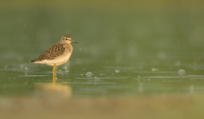 <i class='fa fa-user'></i>&nbsp;Andr� Pijl&nbsp;|   Bosruiter&nbsp; <i class='fa fa-eye'>&nbsp;355</i> &nbsp; <i class='fa fa-comment-o'>&nbsp;7</i>