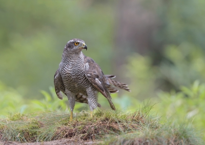 <i class='fa fa-user'></i>&nbsp;Henk Laverman&nbsp;|   Havik&nbsp; <i class='fa fa-eye'>&nbsp;429</i> &nbsp;<i class='fa fa-thumbs-up'>&nbsp;5</i> &nbsp; <i class='fa fa-comment-o'>&nbsp;6</i>