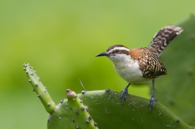 <i class='fa fa-user'></i>&nbsp;JHR&nbsp;|   Roodrugwinterkoning&nbsp; <i class='fa fa-eye'>&nbsp;269</i> &nbsp;<i class='fa fa-thumbs-up'>&nbsp;2</i> &nbsp; <i class='fa fa-comment-o'>&nbsp;4</i>