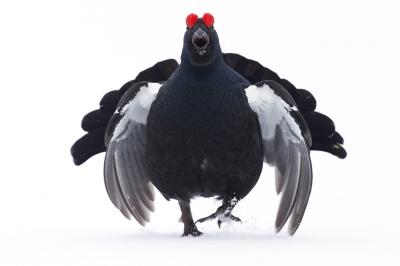 <i class='fa fa-user'></i>&nbsp;Floris Smeets&nbsp;|   Korhoen&nbsp; <i class='fa fa-eye'>&nbsp;525</i> &nbsp;<i class='fa fa-thumbs-up'>&nbsp;15</i> &nbsp; <i class='fa fa-comment-o'>&nbsp;19</i>