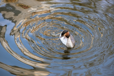 <i class='fa fa-user'></i>&nbsp;Willem Verhagen&nbsp;|   Fuut&nbsp; <i class='fa fa-eye'>&nbsp;294</i> &nbsp;<i class='fa fa-thumbs-up'>&nbsp;2</i> &nbsp; <i class='fa fa-comment-o'>&nbsp;8</i>