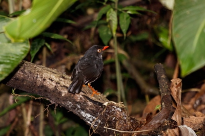 <i class='fa fa-user'></i>&nbsp;Louis56&nbsp;|   Grijsrugdwerglijster&nbsp; <i class='fa fa-eye'>&nbsp;238</i> &nbsp; <i class='fa fa-comment-o'>&nbsp;1</i>