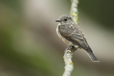 <i class='fa fa-user'></i>&nbsp;Frank Kremer&nbsp;|   Grauwe Vliegenvanger&nbsp; <i class='fa fa-eye'>&nbsp;278</i> &nbsp;<i class='fa fa-thumbs-up'>&nbsp;1</i> &nbsp; <i class='fa fa-comment-o'>&nbsp;5</i>