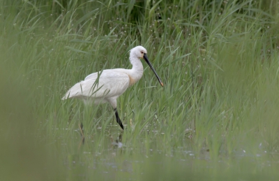 <i class='fa fa-user'></i>&nbsp;Rob wijn&nbsp;|   Lepelaar&nbsp; <i class='fa fa-eye'>&nbsp;404</i> &nbsp;<i class='fa fa-thumbs-up'>&nbsp;2</i> &nbsp; <i class='fa fa-comment-o'>&nbsp;12</i>