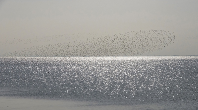 <i class='fa fa-user'></i>&nbsp;Bert Ooms&nbsp;|   Rosse Grutto&nbsp; <i class='fa fa-eye'>&nbsp;350</i> &nbsp;<i class='fa fa-thumbs-up'>&nbsp;5</i> &nbsp; <i class='fa fa-comment-o'>&nbsp;12</i>