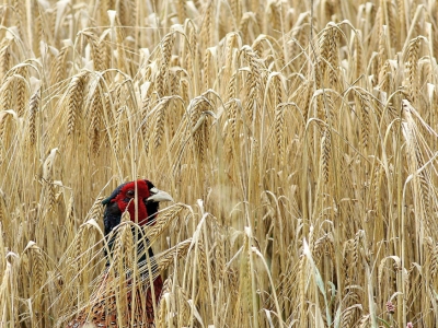 <i class='fa fa-user'></i>&nbsp;kruisje2000&nbsp;|   Fazant&nbsp; <i class='fa fa-eye'>&nbsp;311</i> &nbsp;<i class='fa fa-thumbs-up'>&nbsp;2</i> &nbsp; <i class='fa fa-comment-o'>&nbsp;16</i>